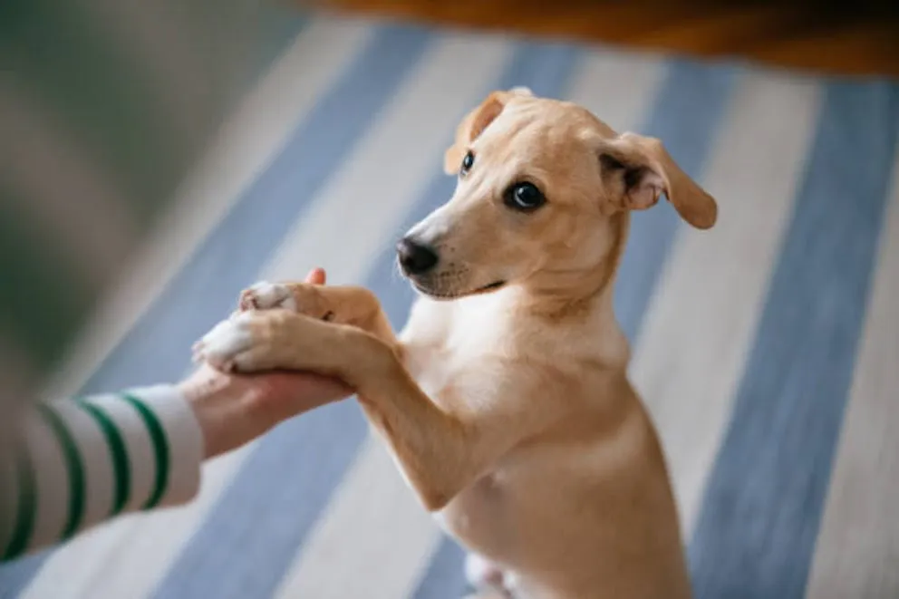 JPH2FKRBBRHKJJQHOG6HVM54NE