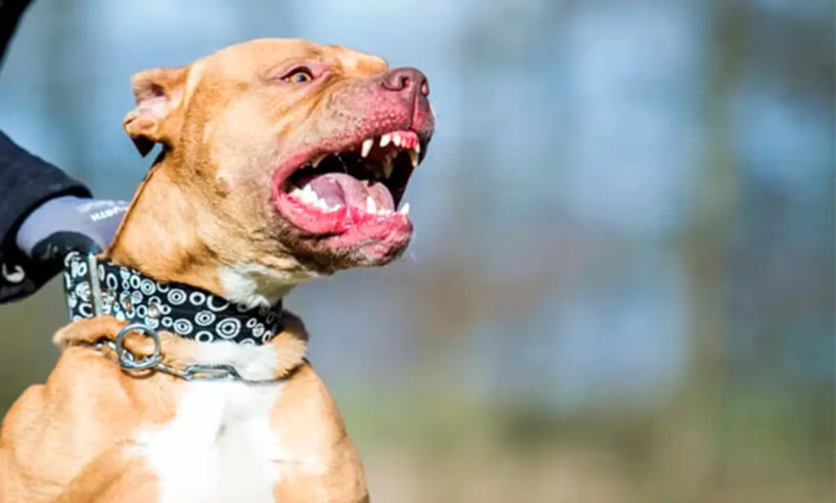 Pitbull
